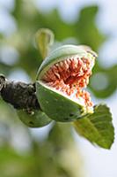 Common fig, Ficus carica, Close view of one fruit 
