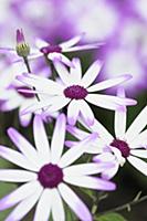 Senetti, Pericallis x hybrida 'Senetti Magenta Bic
