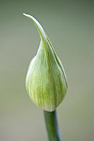 Agapanthus africanus, Close view of flower bud, ag