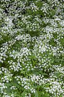 Cow parsley, Anthriscus sylvestris, Top view of ma