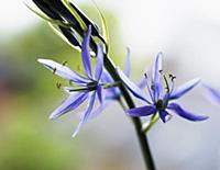Camas, Quamash, Great camas, Camassia leichtlinii 