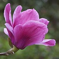 Magnolia Felix Jury = 'Jurmag2', Close side view o