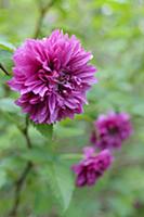 Salmonberry, Rubus spectabilis 'Olympic double', C
