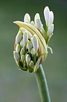 Agapanthus africanus, Close view of white flower a