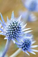 Sea holly, Eryngium planum, Close view of one blue