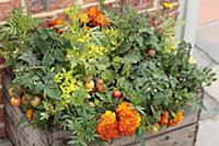 Marigold, Tagetes erecta planted closely with toma