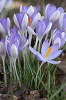 Crocus tommasinianus 'Purple haze', Side view of c