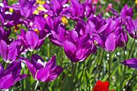 Tulip, Tulipa 'Purple dream', Side view of open fl