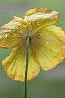 Welsh poppy, Meconopsis cambrica, Backview of one 
