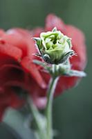 Shirley poppy, Papaver rhoeas Shirley series, Crim