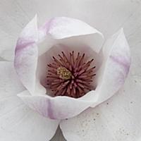 Magnolia 'Purple Platter', Close top view of one o