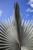 A silver grey Fan palm cultivar, Close view of the