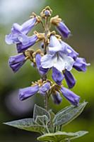 Foxglove tree, Paulownia tomentosa, Purple flowers