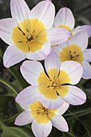 Tulip, Tulipa 'Lilac wonder', Bakeri Group, Top vi