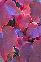 Boston ivy, Parthenocissus tricuspidata, Close-up 