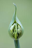 Agapanthus africanus, Close front view of white fl