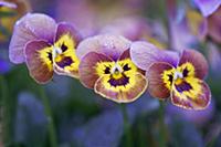 Viola, Viola x wittrockiana 'Deltini Honey Bee', C