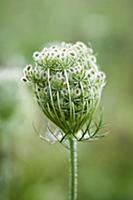 Carrot, Wild carrot, Daucus carota. Close side vie