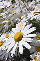 Ox-eye daisy, Leucanthemum vulgare, Wide angle clo