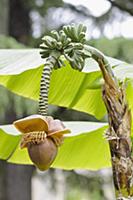 Japanese banana, Musa basjoo, Side view of one bro