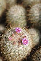 Pincushion cactus, Mammillaria bombycina, Close to