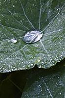 Nasturtium, a Tropaeolum majus cultivar, Close vie