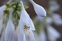 Hosta cultivar, White pendulous flowers with ling 