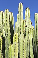 Candelabra tree, Euphorbia candelabrum, Side view 