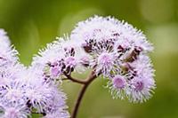 Purple mist flower, Eupatorium megalophyllum, Pani