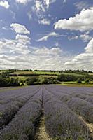 Lavender, Lavandula angustifolia, A field with fur