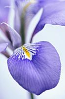 Algerian iris, Iris unguicularis, Close cropped vi