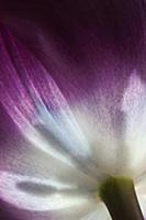 Tulip, Tulipa 'Purple prince', Very close view of 