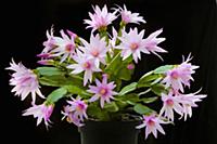 Rose Easter cactus, Rhipsalidopsis rosea, A plant 