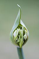 Agapanthus africanus, Close front view of white fl