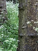 Cow parsley, Anthriscus sylvestris, Masses of whit
