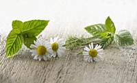 Chamomile, Chamaemelum nobileon. Three flowers arr