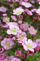 Saxifrage, Saxifraga 'Early pink', Several stems w