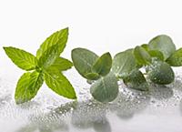 Peppermint, Mentha piperita sprig arranged with Eu