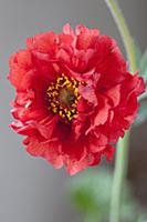 Potentilla, Geum 'Mrs Bradshaw', Close view of one