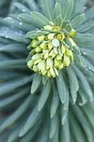 Mediterranean spurge, Euphorbia characias wulfenii