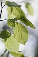 Beech, Fagus sylvatica, Side view of small twig wi