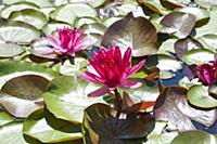Water lily, Nymphaea 'Perrys red star', Double flo