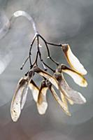 Maple, an Acer cultivar, Close view of winged seed