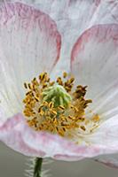 Shirley poppy, Papaver rhoeas Shirley series, Clos