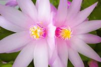 Rose Easter cactus, Rhipsalidopsis rosea, Close vi