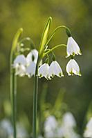Summer snowflake, Leucojum aestivum, Side view of 
