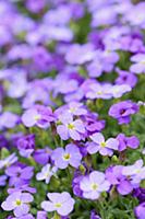 Aubrieta columnae, Close view of masses of small p
