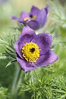 Pasque flower, Pulsatilla vulgaris, Close front vi