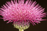 Knapweed, Centaurea nigra, Close up of spikey pink
