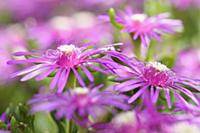 Trailing ice plant, Delosperma cooperi, Side few o